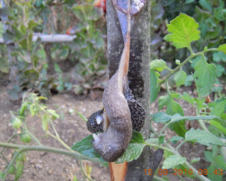 Limax del maximus-gruppo in accoppiamento da Cosenza